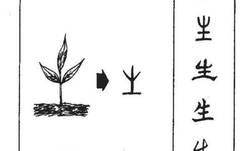 大红袍的功效与禁忌-大红袍的功效.网-分享大红袍的功效与作用是什么，大红袍的功效与主治知识库